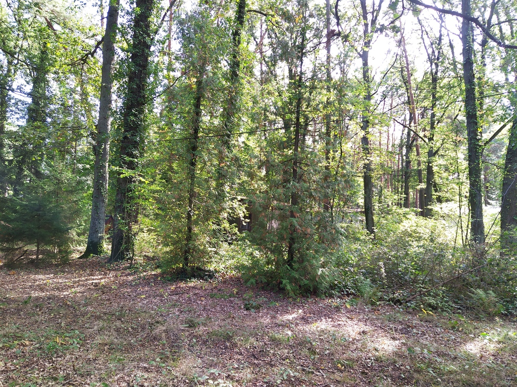 Zamieszkaj w niezwykłym miejscu - Sokolniki Las