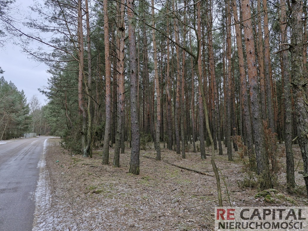 Wyjątkowe działki leśne przy trasie S8