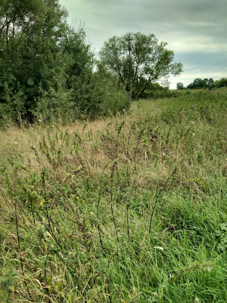 DZIAŁKA 862 M2 PYRZYCE UL. WARSZAWSKA.