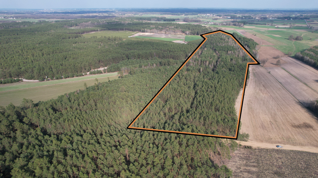 12,3 ha lasu w rozsądnych pieniądzach