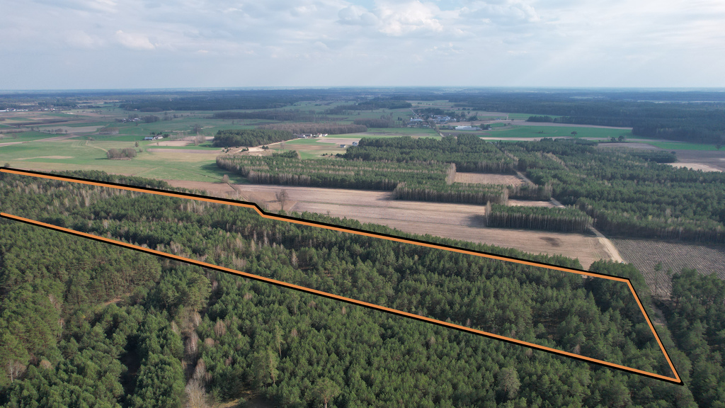 12,3 ha lasu w rozsądnych pieniądzach