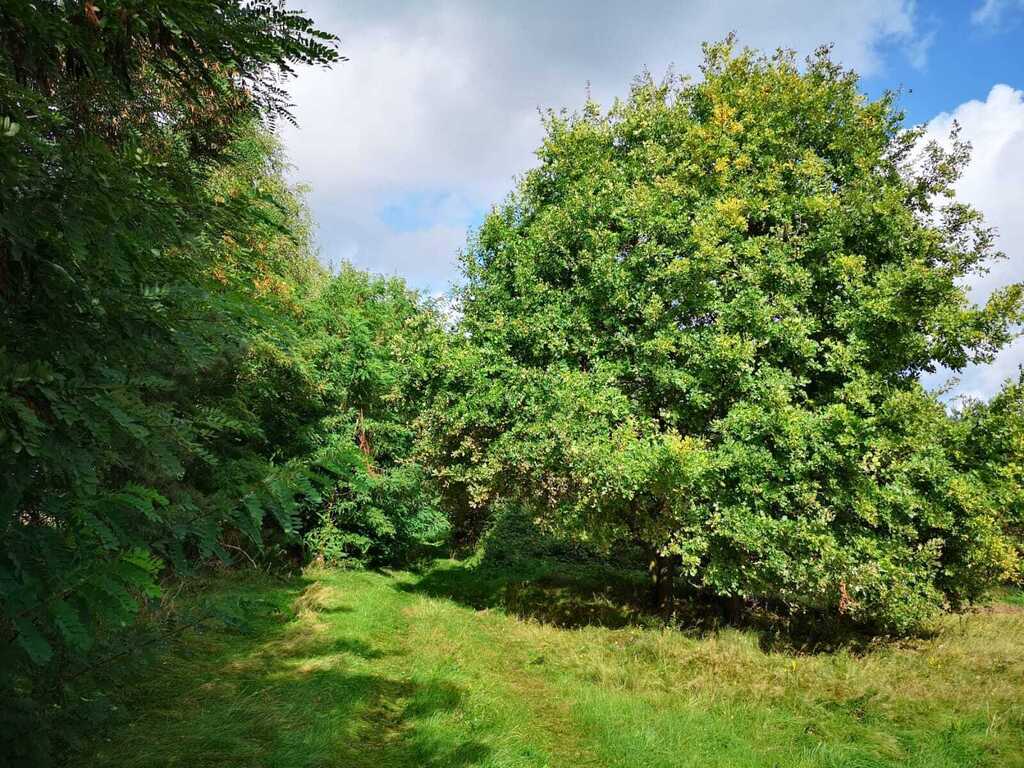 Świeszewo,gm.Gryfice,1.8458ha,Decyzja wz,pod dom.