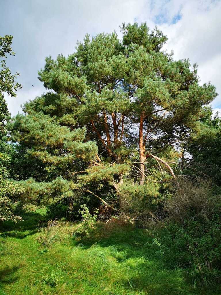 Świeszewo,gm.Gryfice,1.8458ha,Decyzja wz,pod dom.