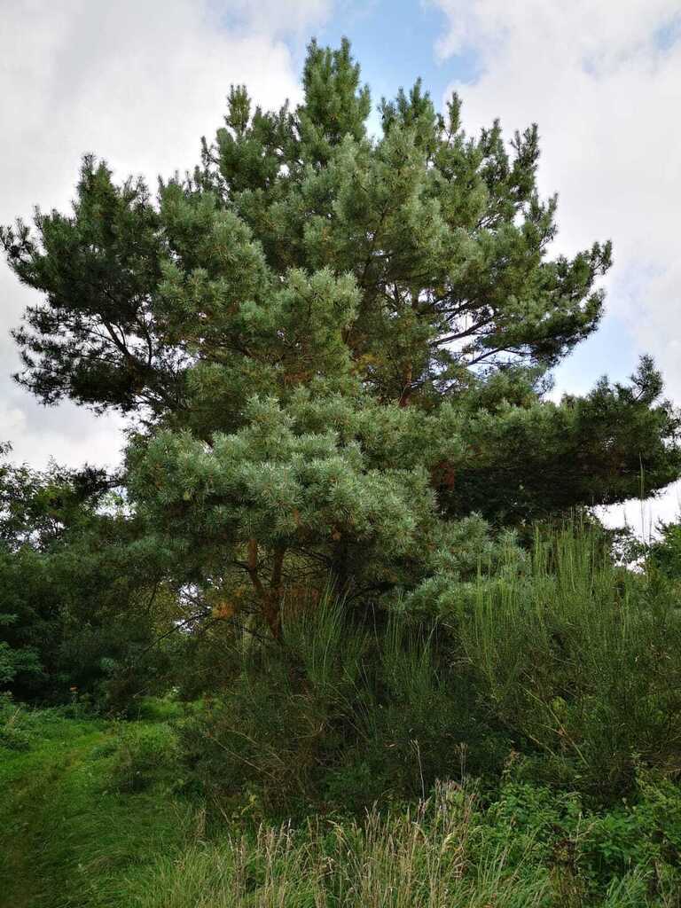 Świeszewo,gm.Gryfice,1.8458ha,Decyzja wz,pod dom.