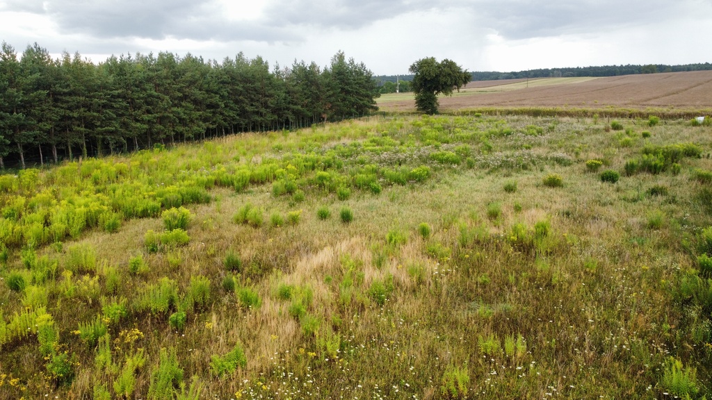 Działka 3000 m2 puszcza zielonka