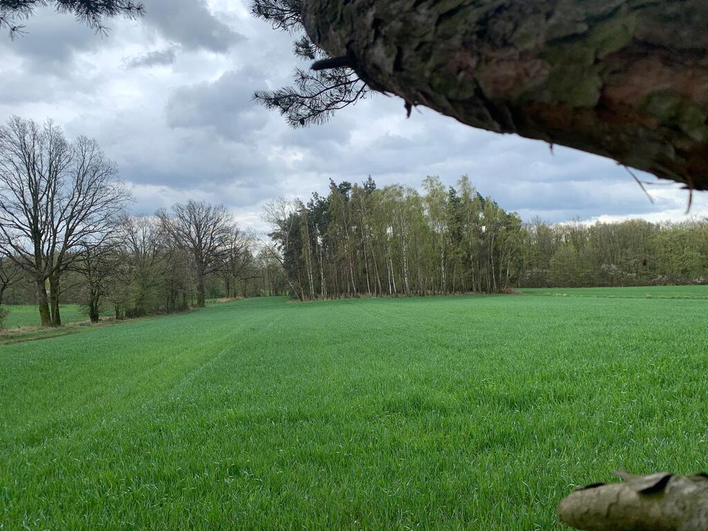 Piękna działka z lasem