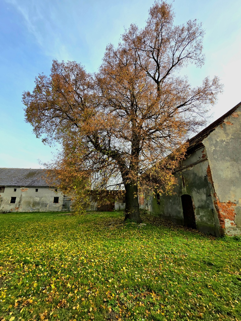 Dom w Minkowicach Oławskich, ul. Kościuszki