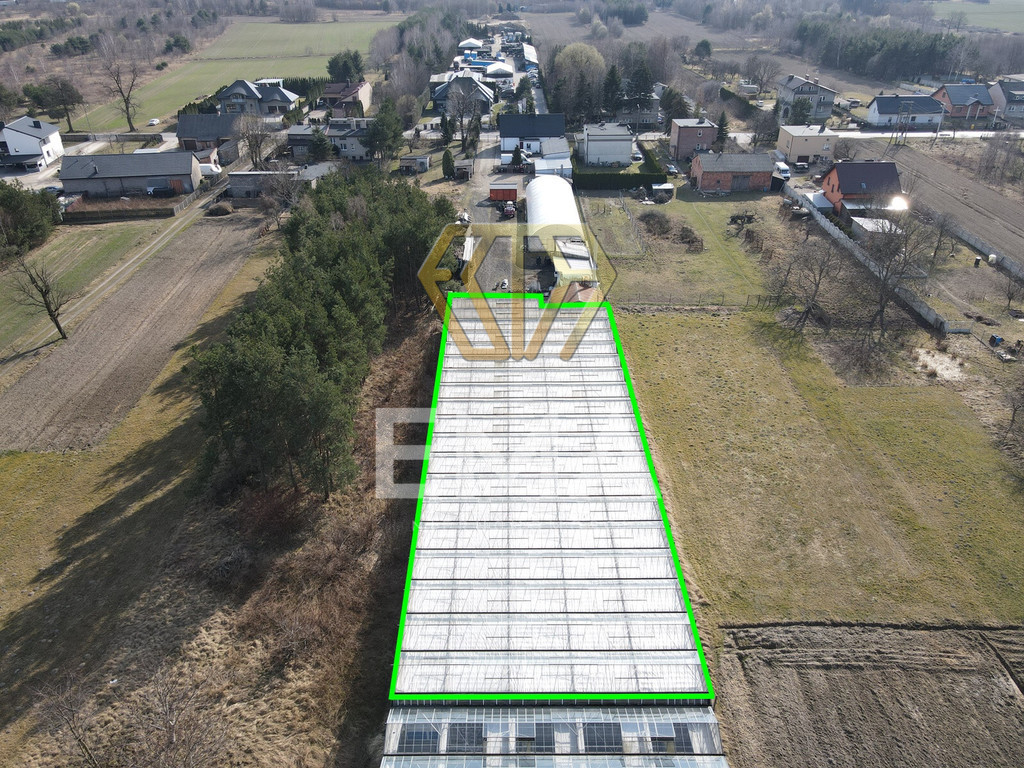 Szklarnia / hala 1000 m² do wynajęcia
