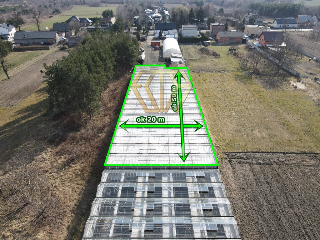 Szklarnia / hala 1000 m² do wynajęcia