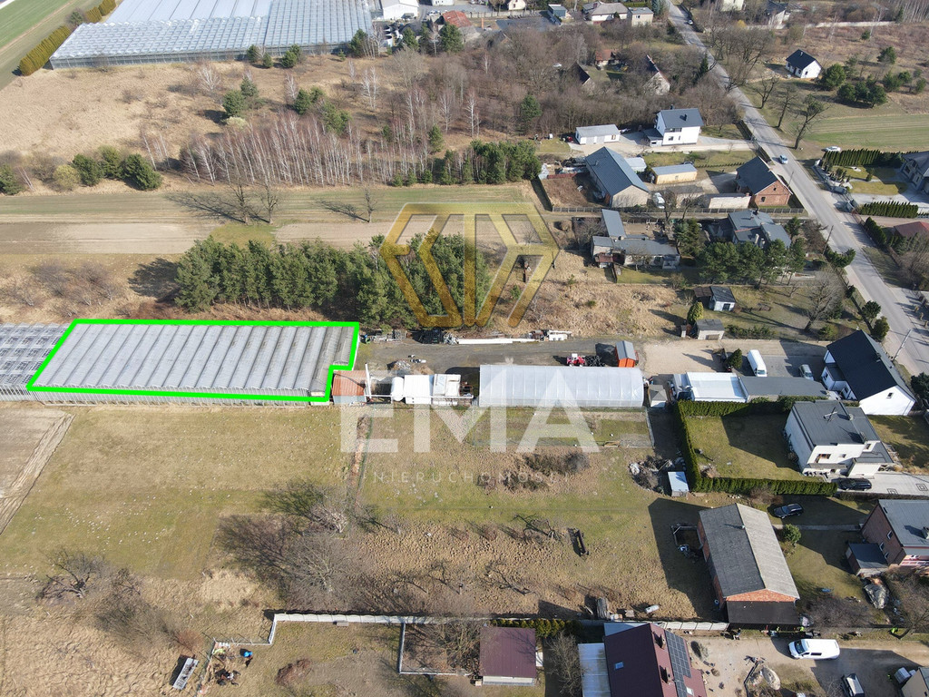 Szklarnia / hala 1000 m² do wynajęcia