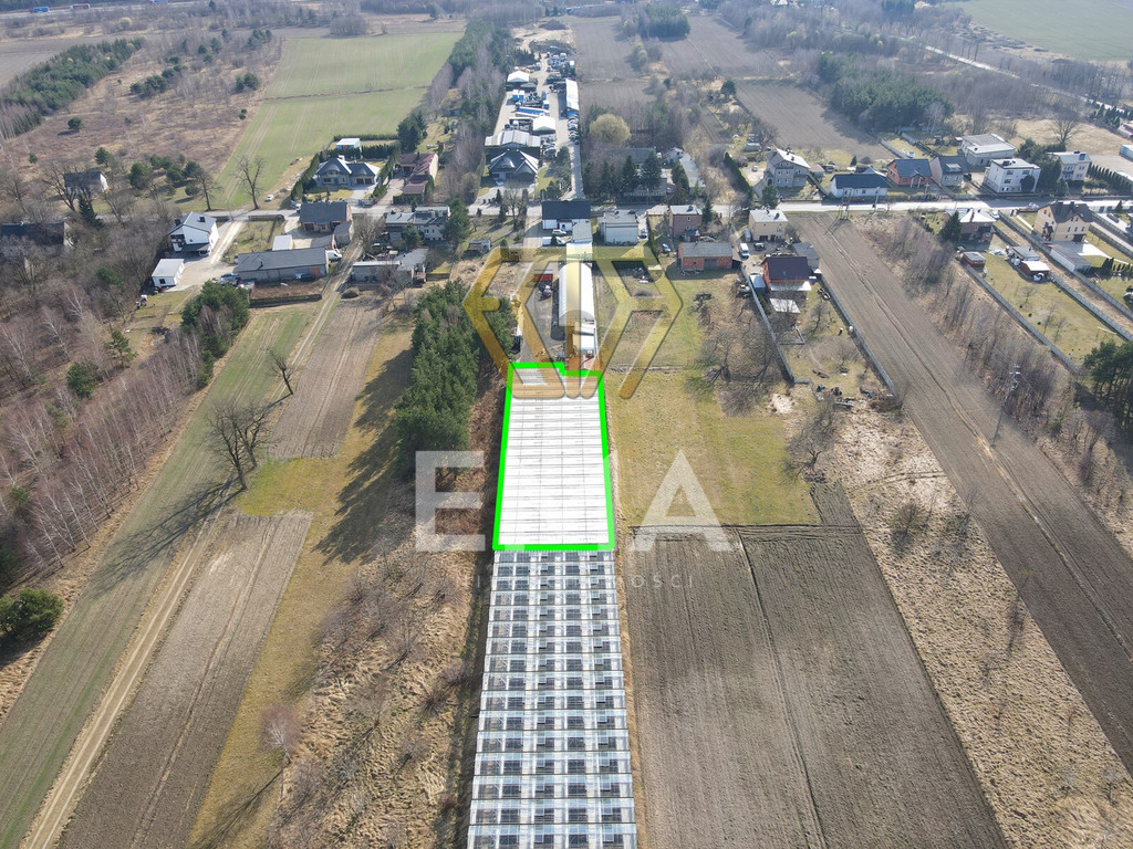 Szklarnia / hala 1000 m² do wynajęcia