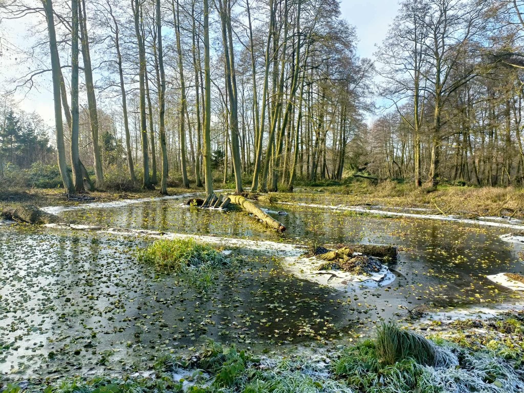 Wymarzone siedlisko - las, jezioro, rzeka