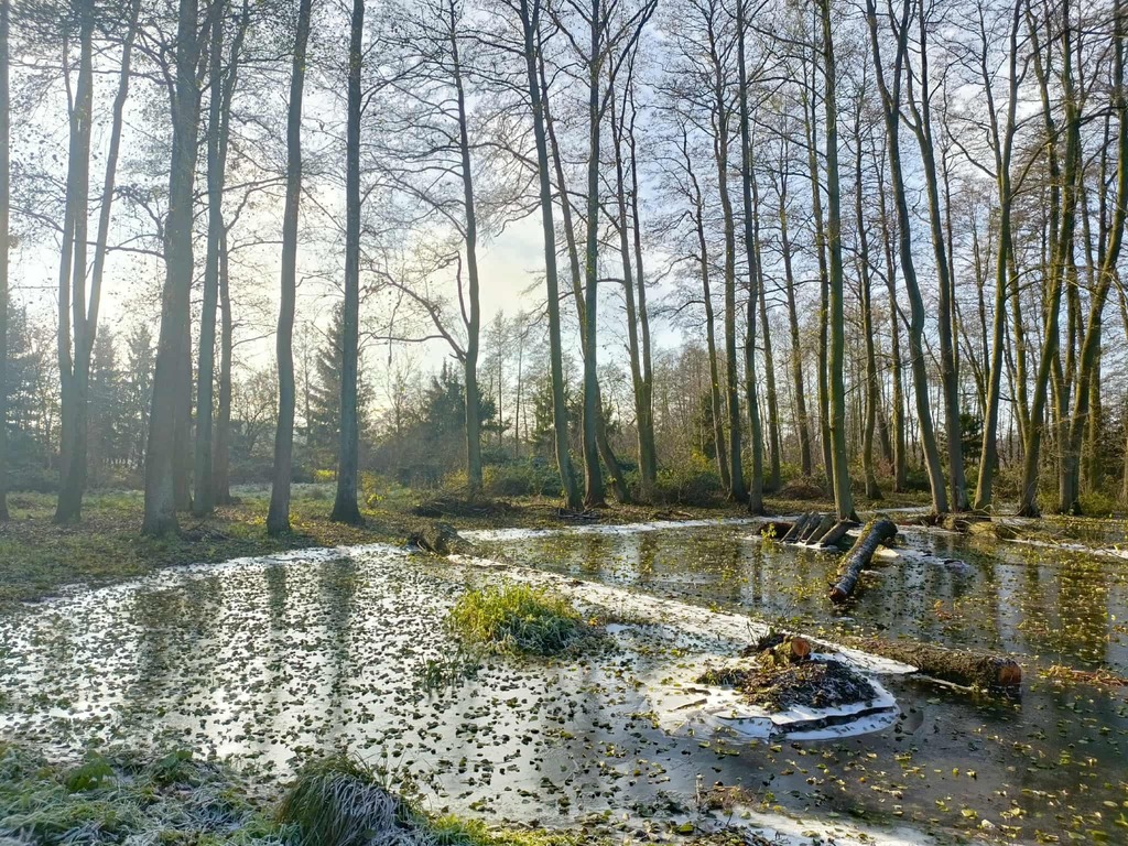 Wymarzone siedlisko - las, jezioro, rzeka