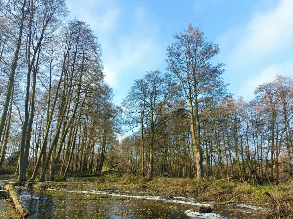 Wymarzone siedlisko - las, jezioro, rzeka