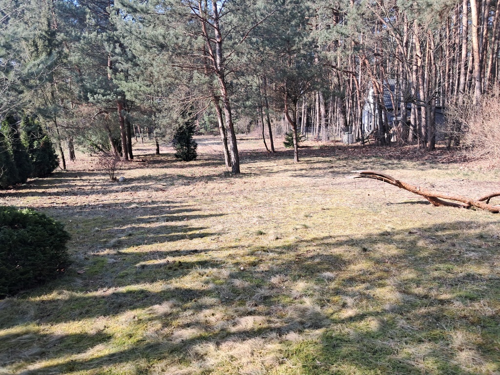Leśna enklawa w Rosanowie