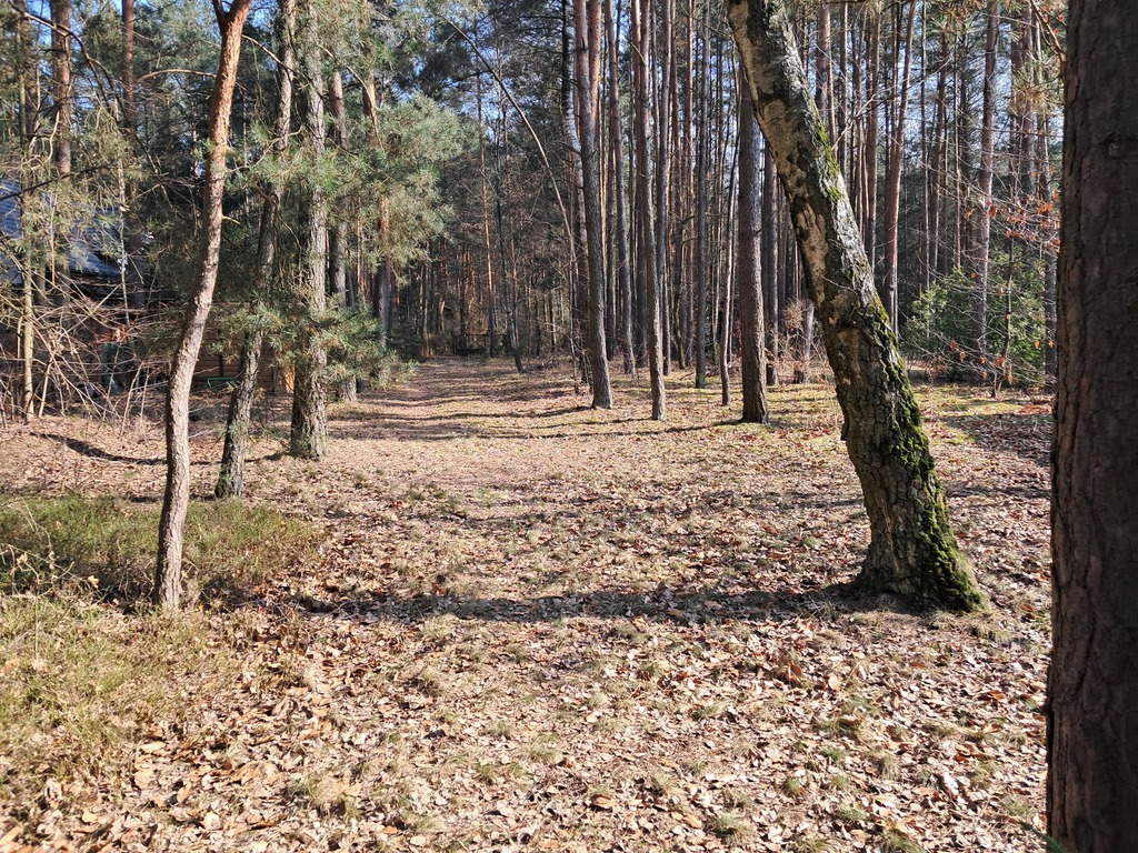 Leśna enklawa w Rosanowie