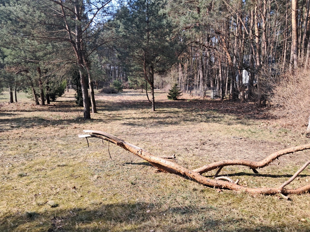 Leśna enklawa w Rosanowie