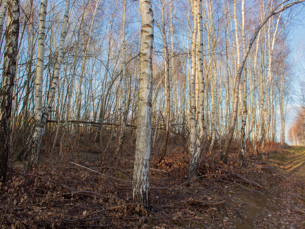 Równy teren leśny 1,06 ha – Łopuszka Wielka