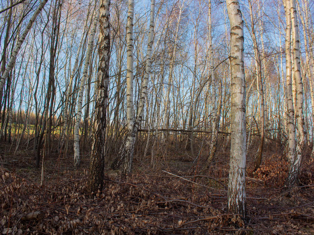 Równy teren leśny 1,06 ha – Łopuszka Wielka