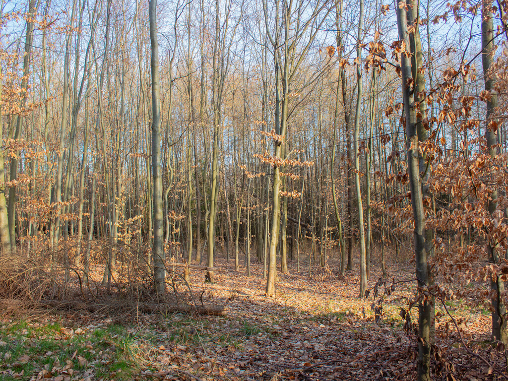 Równy teren leśny 1,06 ha – Łopuszka Wielka