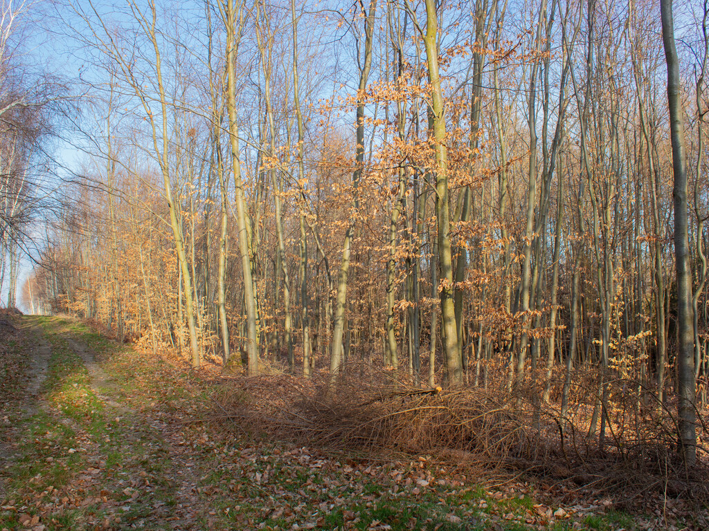 Równy teren leśny 1,06 ha – Łopuszka Wielka