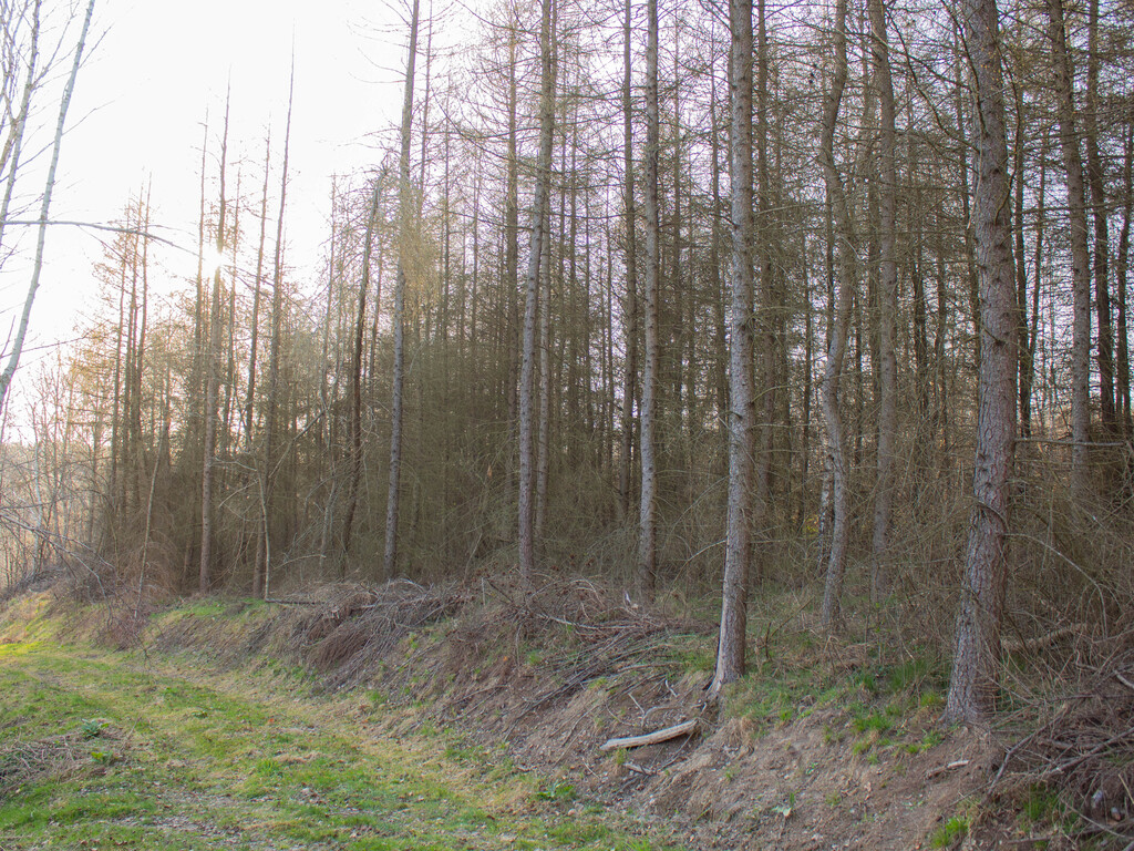 Równy teren leśny 1,06 ha – Łopuszka Wielka