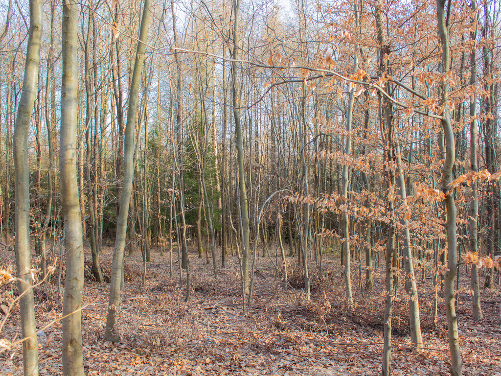 Równy teren leśny 1,06 ha – Łopuszka Wielka