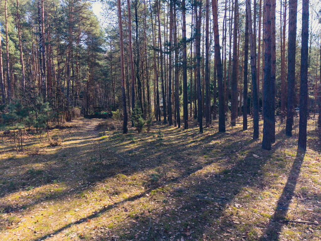 Leśna enklawa w Rosanowie
