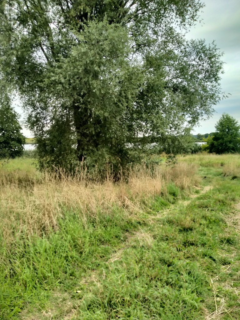 Działka 4211m2,Czarnowo, blisko jezioro,las.