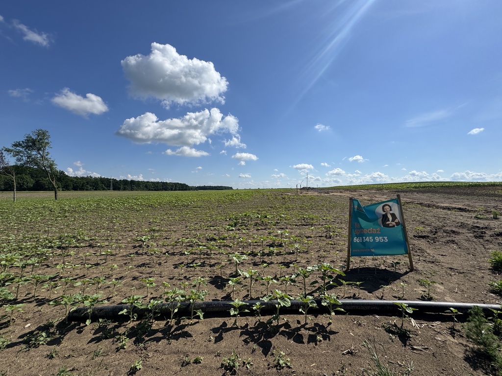 Działka 1355 m² przy lesie - MPZP, Kaźmierz
