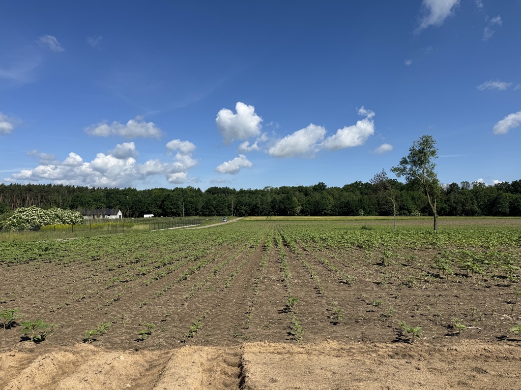 Działka 1355 m² przy lesie - MPZP, Kaźmierz