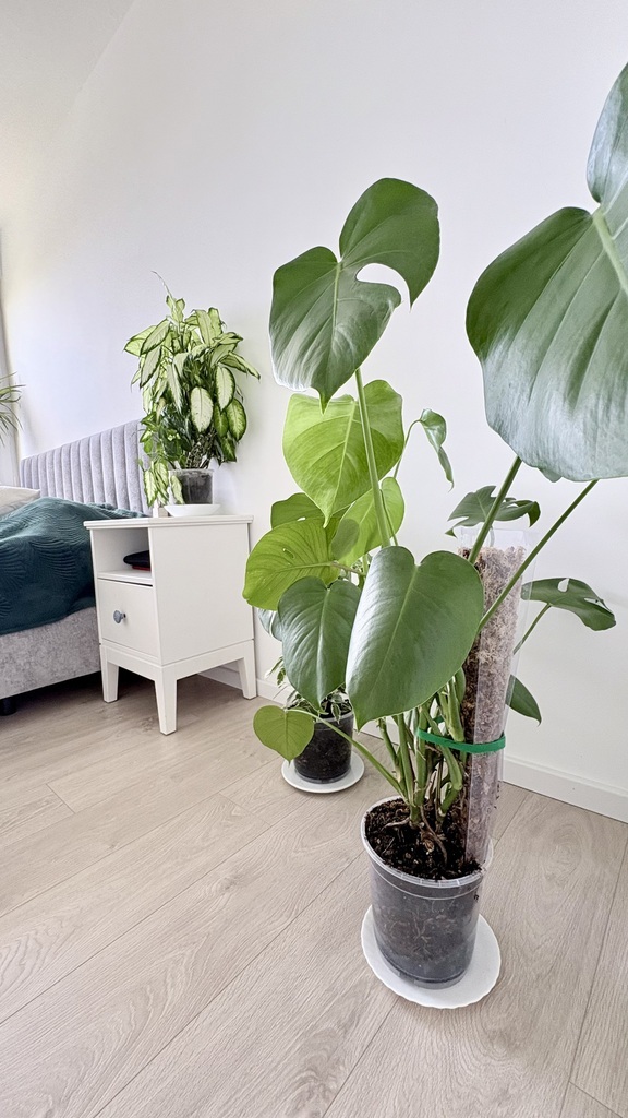 2 pokoje po remoncie | Balkon | Piwnica I Santocka