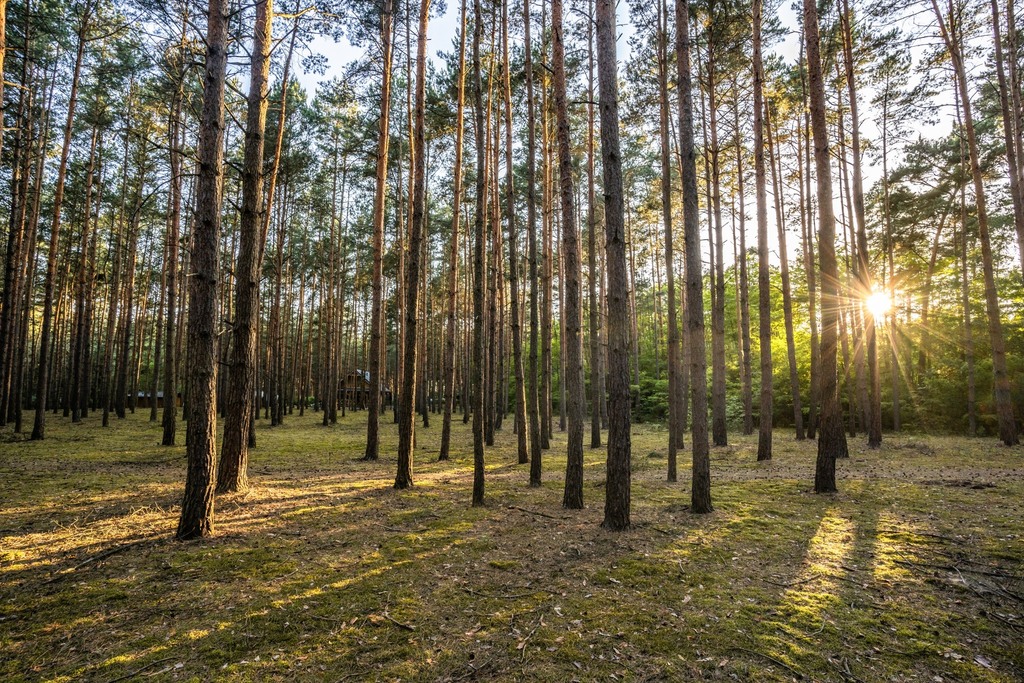 Twój kawałek lasu nad jeziorem Wieleńskim MPZP!