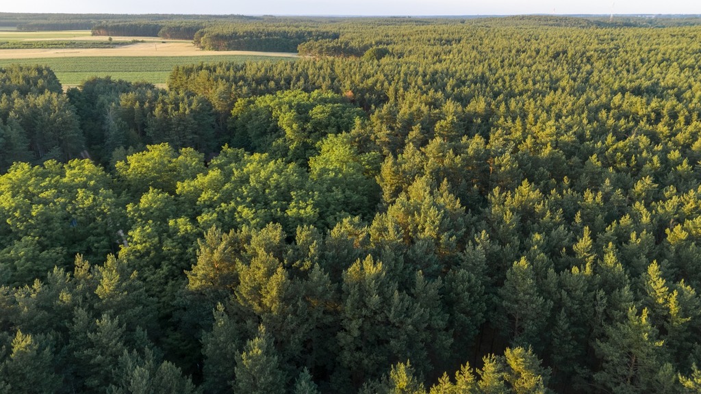 Twój kawałek lasu nad jeziorem Wieleńskim MPZP!