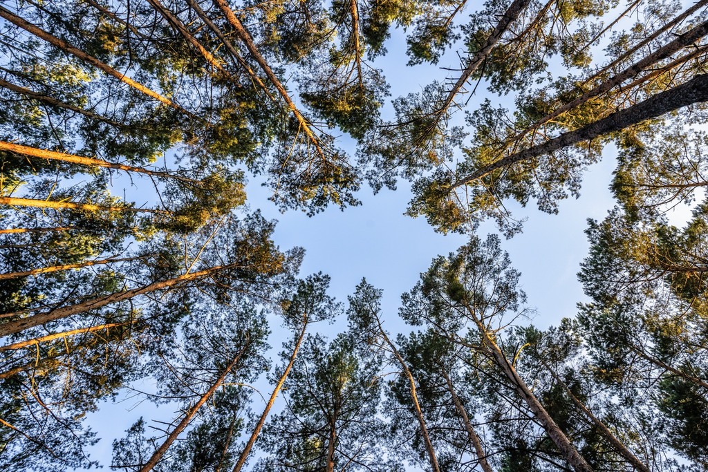 Twój kawałek lasu nad jeziorem Wieleńskim MPZP!