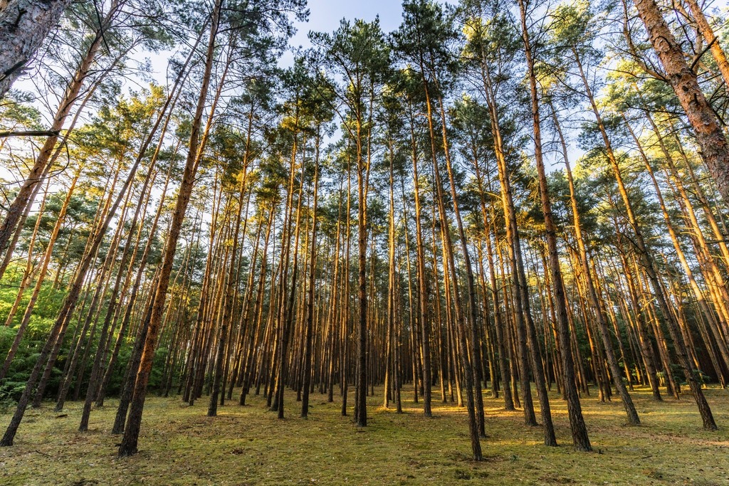 Twój kawałek lasu nad jeziorem Wieleńskim MPZP!