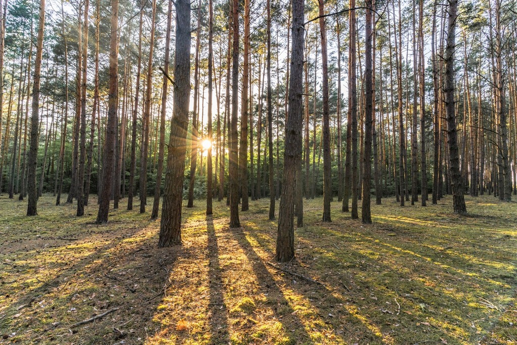 Twój kawałek lasu nad jeziorem Wieleńskim MPZP!