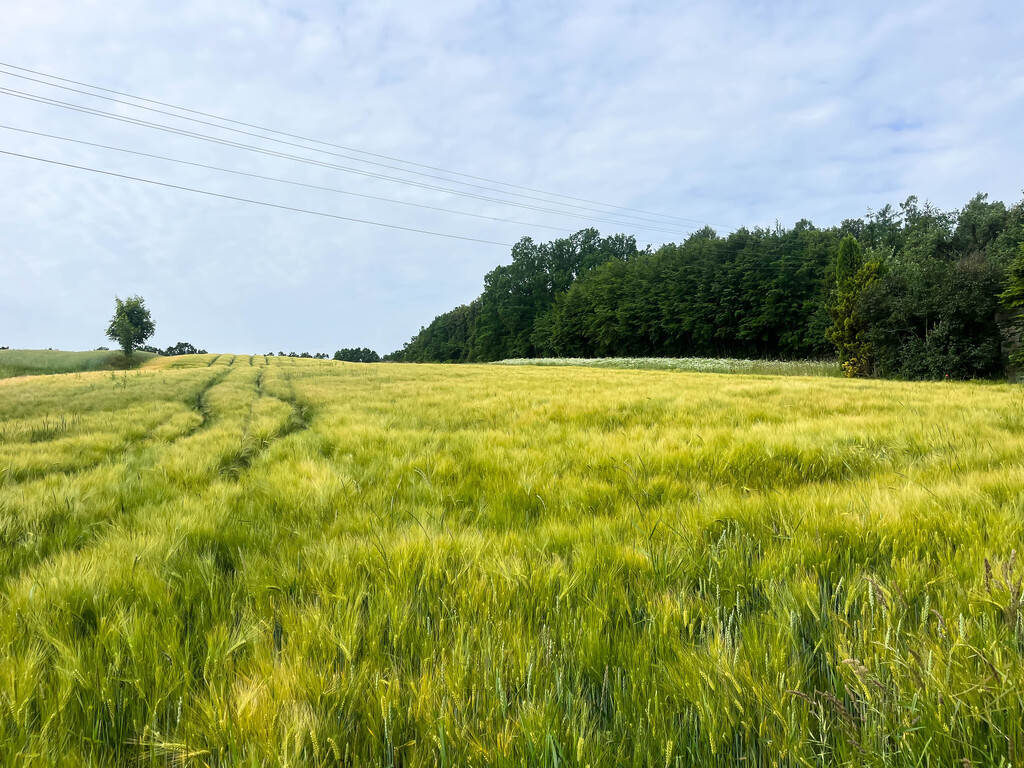 Ustawna działka z WZ 2500m2 - Czajęcice