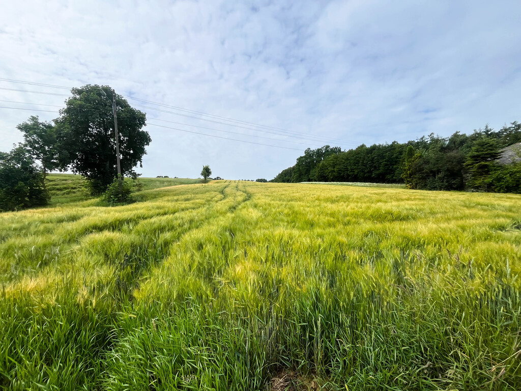 Ustawna działka z WZ 2500m2 - Czajęcice