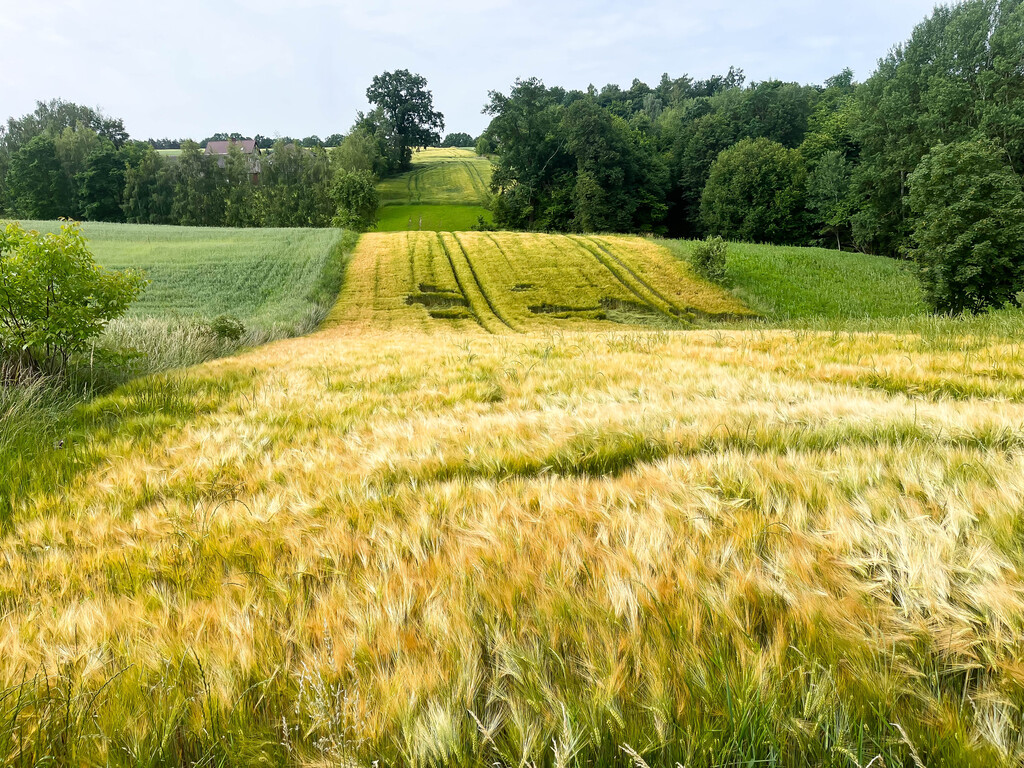 Ustawna działka z WZ - 8300m2 Czajęcice