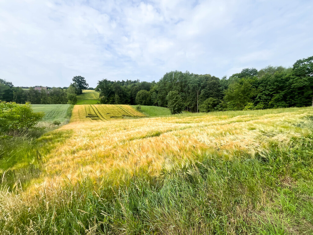 Ustawna działka z WZ - 8300m2 Czajęcice