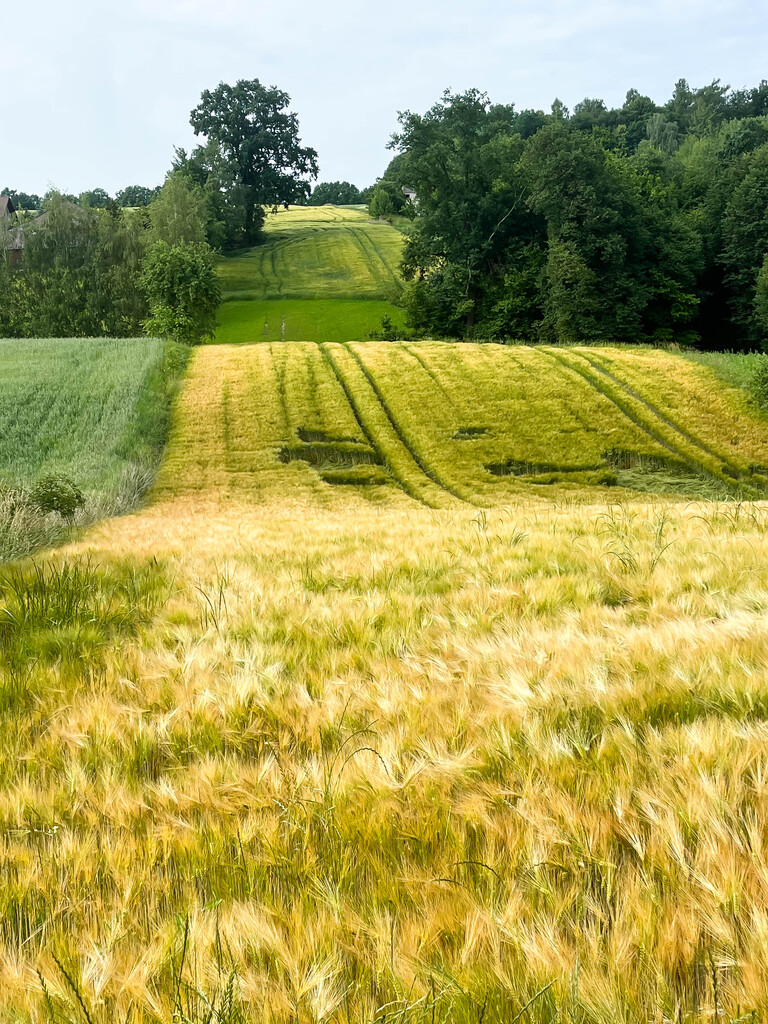 Ustawna działka z WZ - 8300m2 Czajęcice