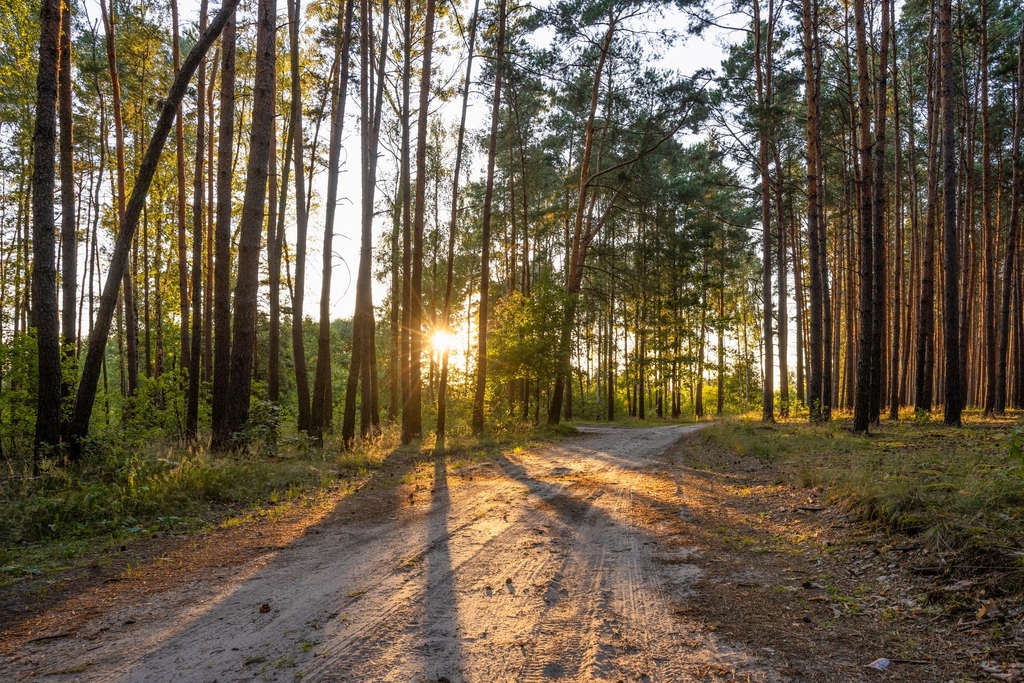 Widok na las, 5 min od miasta