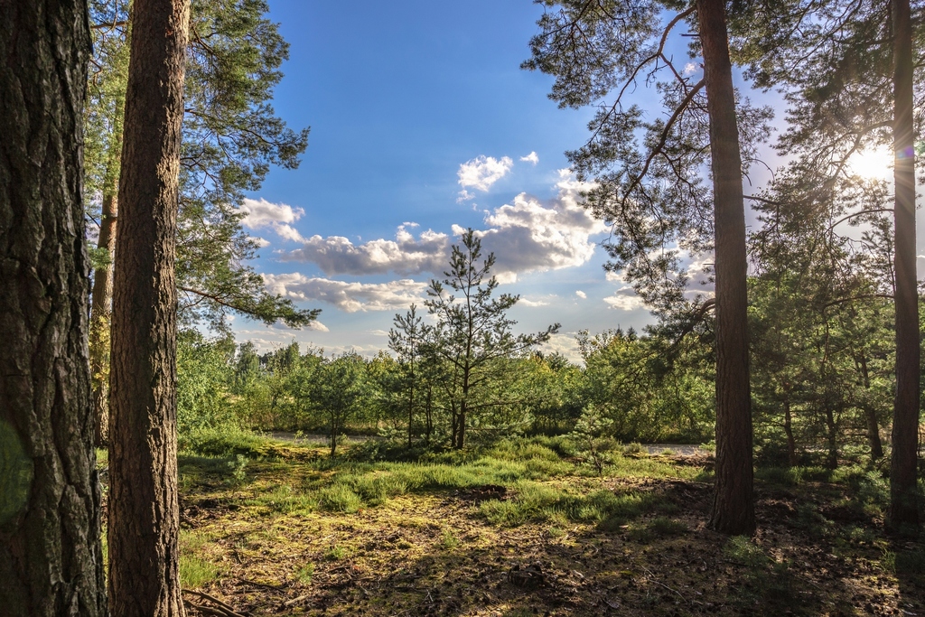 Widok na las, 5 min od miasta