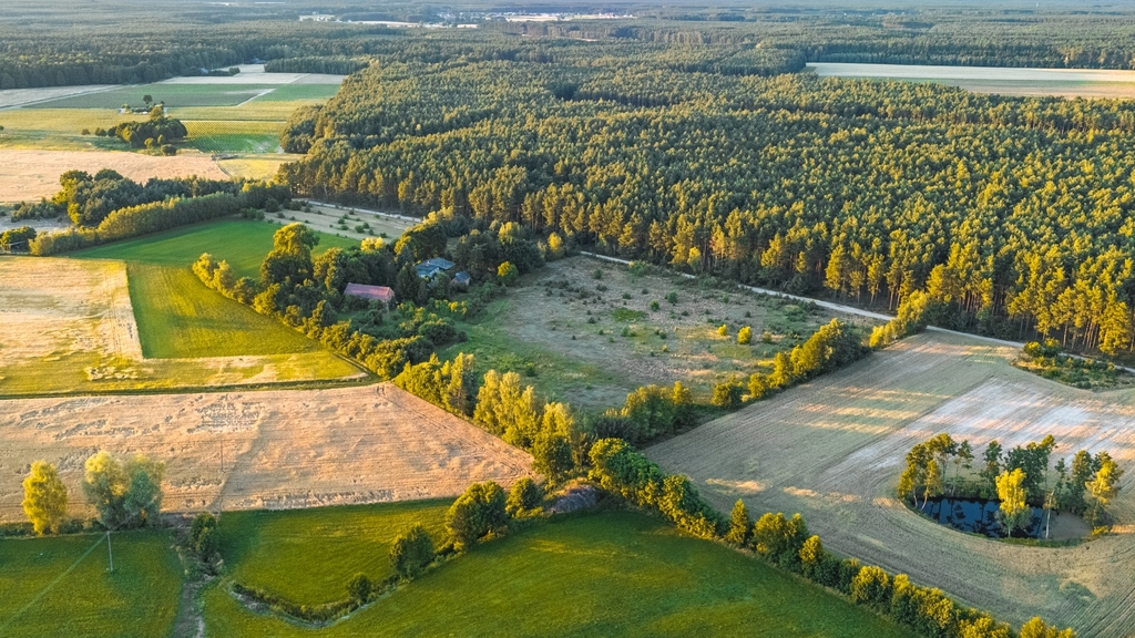 Widok na las, 5 min od miasta