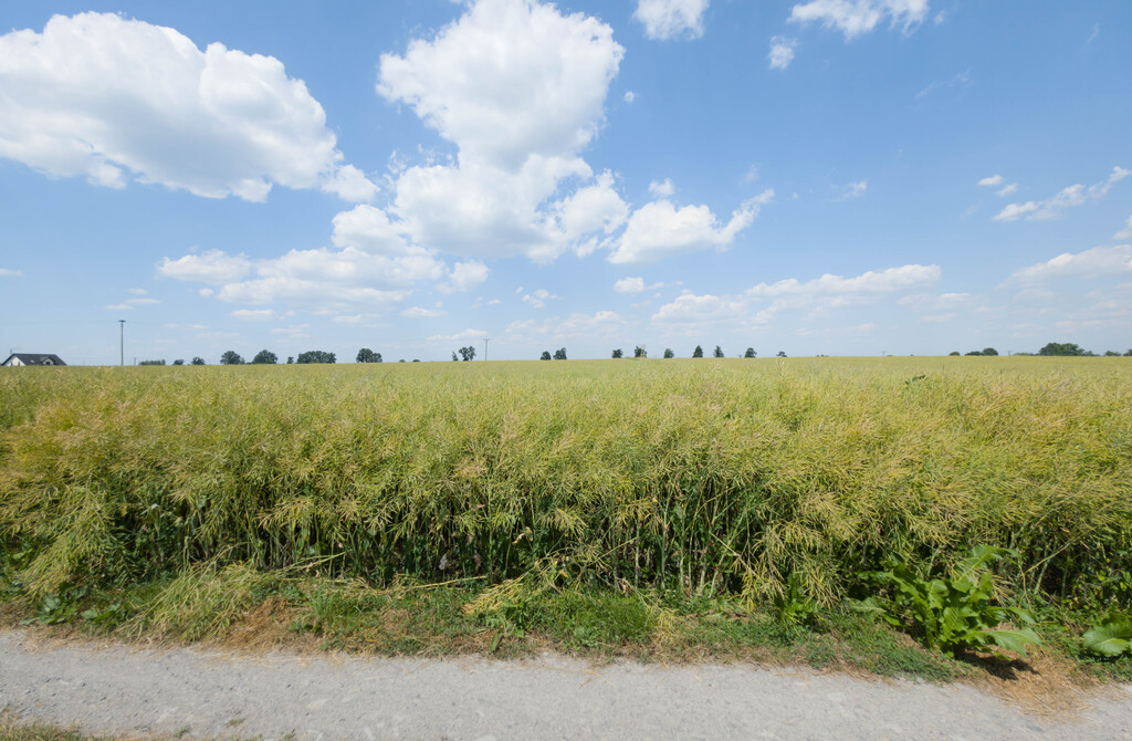 Działka 1140 m² Przeworsk ul. Korczaka – MPZP