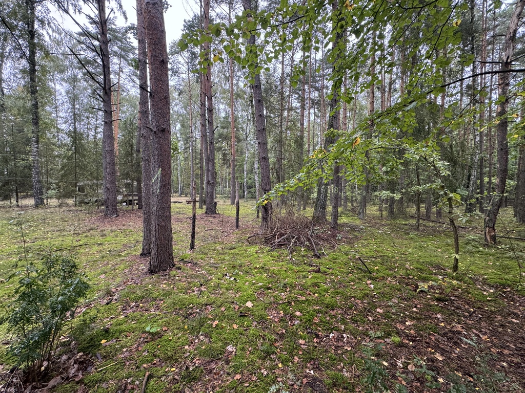Twoje prywatne grzyby Działka 1993 m² Nowy Adamów