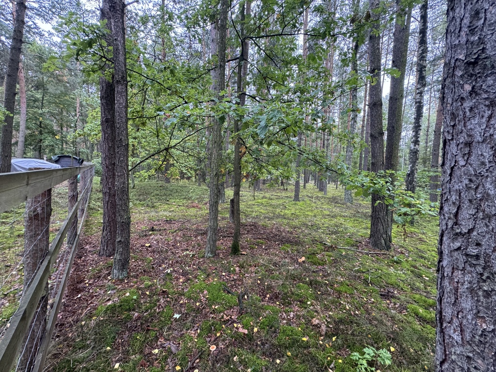 Twoje prywatne grzyby Działka 1993 m² Nowy Adamów