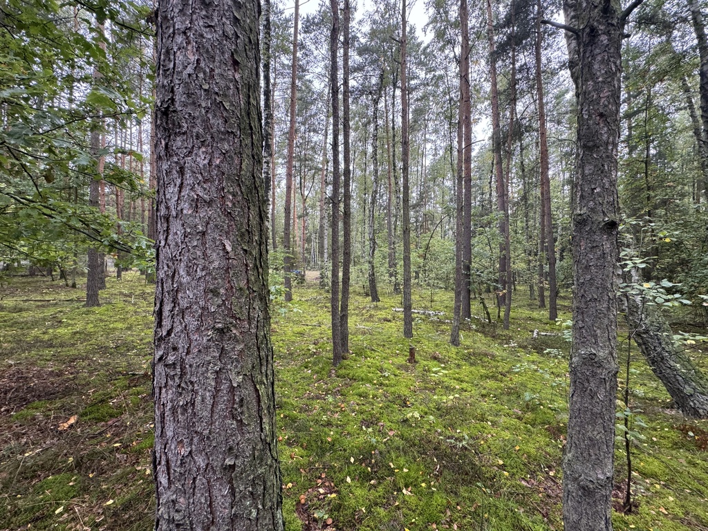 Twoje prywatne grzyby Działka 1993 m² Nowy Adamów