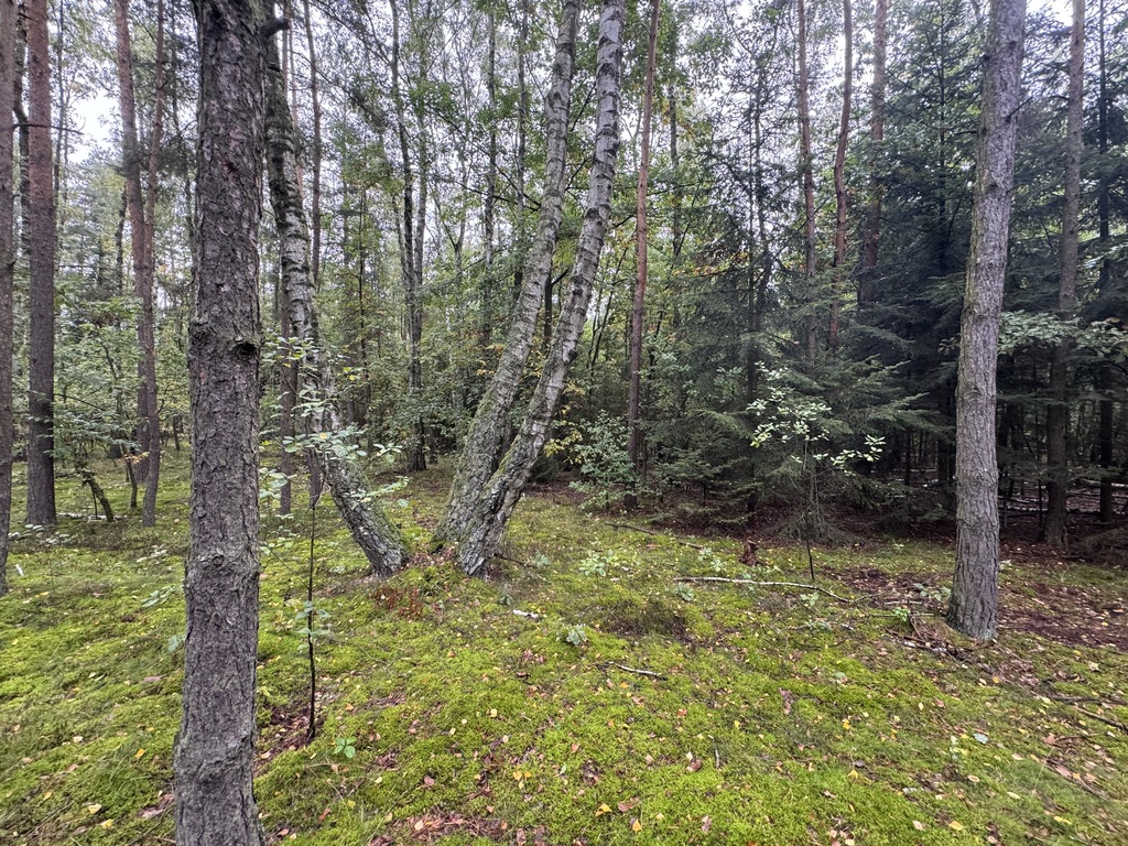 Twoje prywatne grzyby Działka 1993 m² Nowy Adamów
